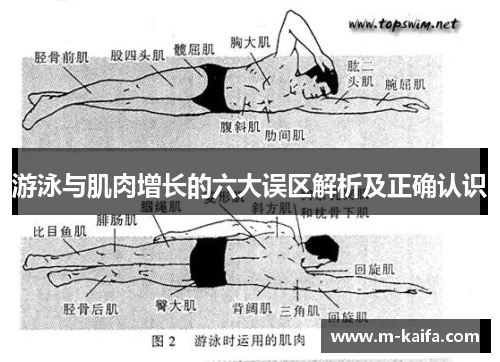 游泳与肌肉增长的六大误区解析及正确认识